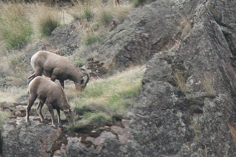 Big horned sheep