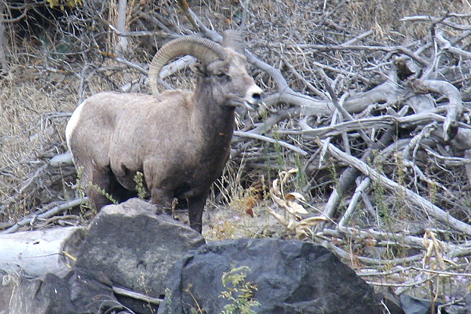 Big-horned sheep